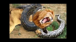 Lion vs Giant Anaconda  Most Amazing Attack of Animals