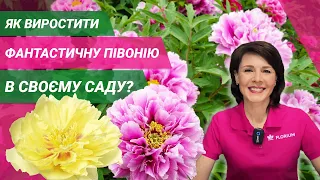 ПІВОНІЇ | Посадка, Вирощування, Догляд // ПИОНЫ | Посадка, Выращивание, Уход