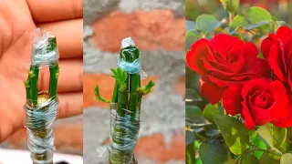 How to graft multiple Rose branches on 1 rose plant | Rose Grafting