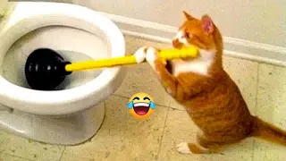 😻😻 Funniest Cats and Dogs ❤️🙀 Best Funny Animal Videos 2024 #16