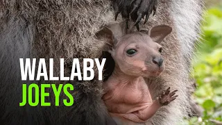 The Moment Wallaby Joeys Emerge From The Pouch For The First Time