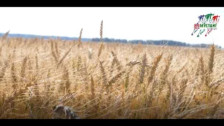 Пшеница от Мустанг-Сибирь 65 Ц/Га обзор