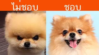 7 อย่างที่สุนัขของคุณไม่ชอบเกี่ยวกับคุณ