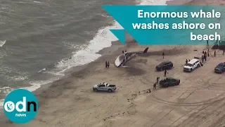 Enormous whale washes ashore on beach