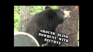 Bear Hunting with Recurve from a ground blind