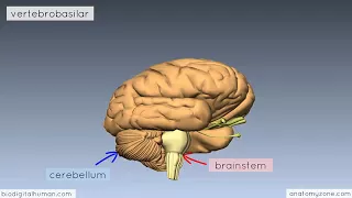 Circle of Willis   3D Anatomy Tutorial   YouTube