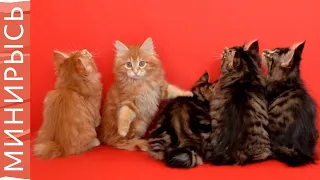 Как растут котята породы "Курильский бобтейл"| #кошки #funnycats