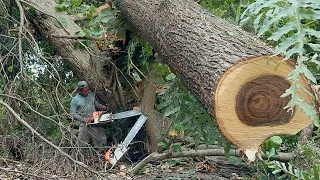 Difficult & Dangerous… Cut down Leaning Trembesi Tree‼️