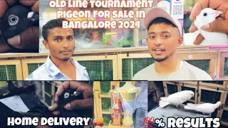 Old line tournament pigeons for sale in Bangalore 2024/👉 9945686991