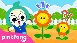 I'm a Big Kid! | Healthy Habits Songs | Song for Preschool Kids | Pinkfong