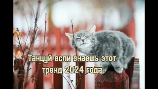 🐱🍐Кошачьи тренды🐾 2024 год