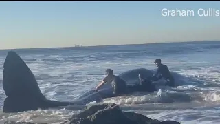 Whale dies at Rockaway Beach in Queens