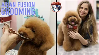 PELUQUERÍA CANINA corte asiatico para poodle, como hacer cara bonita a caniche VERO AYUSO