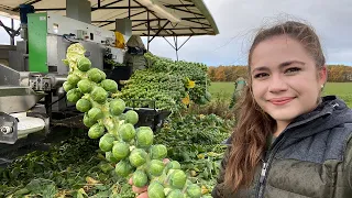 Brussel Sprout Harvest!  Family Farming 2022