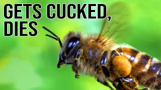Why It Sucks to be a Male Bee