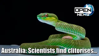 Australia: Scientists find clitorises on female snakes | OPEN NEWS