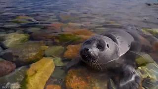 Baikal Seal |AQ Fun