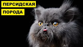 Персидская кошка плюсы и минусы породы | Породы кошек | Персидская порода кошек