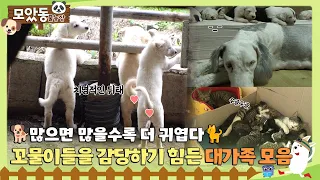 [#모았동물농장] 🐕많으면 많을수록 더 귀여운 꼬물이 대가족 🐈 #TV동물농장 #AnimalFarm #SBSstory