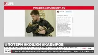 Рамзан Кадыров просит подписчиков помочь в поисках кошки