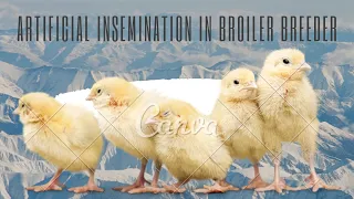 Artificial Insemination in Broiler Breeder #animalscience #AI #artificialinsemination #poultry