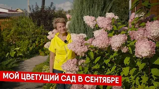 Мой цветущий сад в сентябре