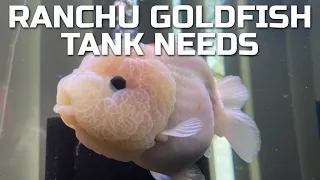 What You Need to Set Up a Ranchu Goldfish Tank