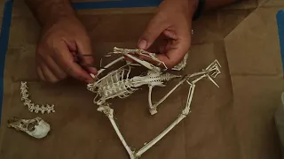 Bird Skeletal Morphology & Structure