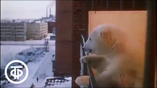 Белая медведица Юрия Ледина (1975)