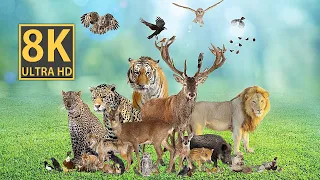 The Most Beautiful Animals in 8K Definition