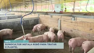 Oeste: Suinocultor instala robô para tratar o plantel