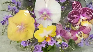 Редчайшие редкости, орхидеи фаленопсис и другие растения. Оптовая база пер. Промышленная 4.