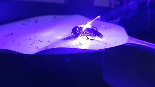 Hornet vs Laser