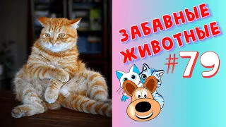 Приколы с Животными #79 / Смешные Животные 2020 / Приколы / Приколы про Животных / Лучшие Приколы