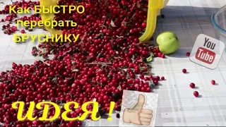 Как быстро перебрать ягоду, наш метод