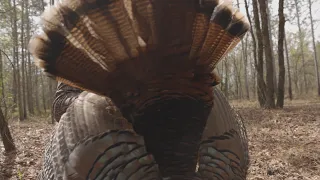 Florida Public Land Osceola Turkey Hunting