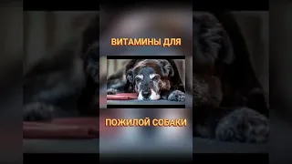 🐕📝🐾 Витамины для пожилой собаки