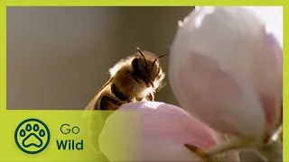 Bees - Living for the Queen - Go Wild