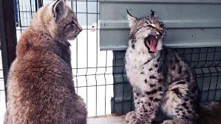 Getting of Lynx male and a Lynx female