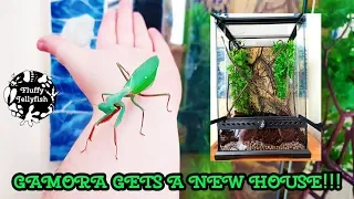 🏡 Praying Mantis Exo Terra Enclosure Upgrade 💚 Visit Gamora's New House!!! 🌿