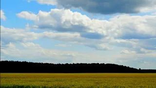 THE HEALING EFFECT OF BIRDS SINGING IN A FLOWER MEADOW WILL HELP THE HEART AND NERVOUS SYSTEM