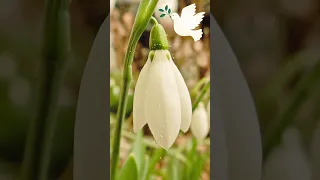 C  Благовещением Пресвятой Богородицы! 7 апреля