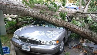 Extremely Dangerous Tree Cutting Fails With Chainsaw, Heavy Biggest Tree Falling On Car Pathetic