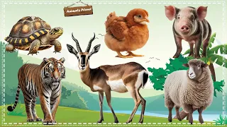 Funny and Adorable Animals Videos: Antelope, Pig, Chicken, Turtle, Sheep, Tiger