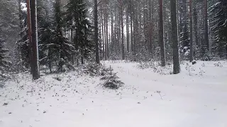 Нападение медведя во время сбора кедровых орехов