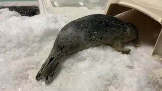 【海遊館】ワモンアザラシのアラレ仔とたっぷり氷