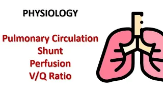 Pulmonary circulation | shunt | perfusion | V/Q ratio | Physiology | Respiratory | Adham saleh |