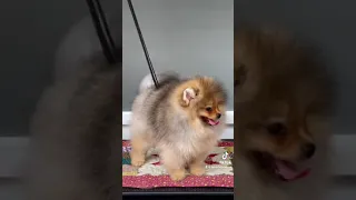 Nguồn gốc của chó Pomeranian (chó phốc sóc) | Bánh Bò Pomeranian