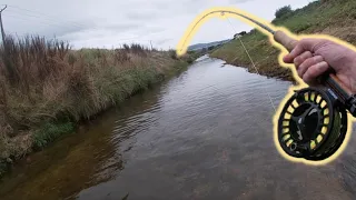 First DRY FLY Eat Of The Summer! (Small Stream BROWN TROUT)