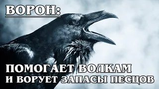 ЧЁРНЫЙ ВОРОН: Это Вам не ворона - это самая умная птица в мире | Интересные факты про воронов и птиц